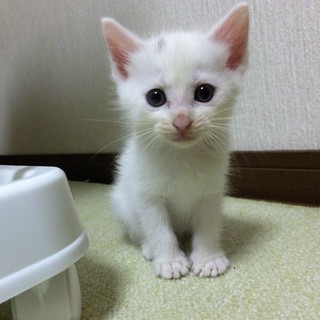 1ヶ月くらいの男の子(お話しが入っております）