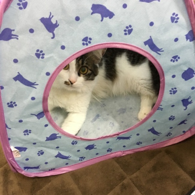 杏子27のカバー写真