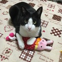 ２歳ハチワレ男の子