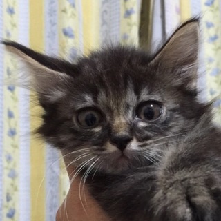 ふわっとすべてが丸いキジ猫