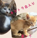 ●子猫を飼ってくださる方を探しています●