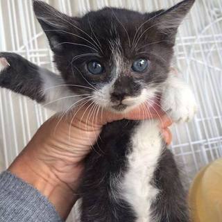 ぷくぷくふわふわの鍵しっぽちゃん