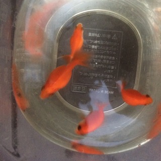 里親決まりました。ありがとうございました