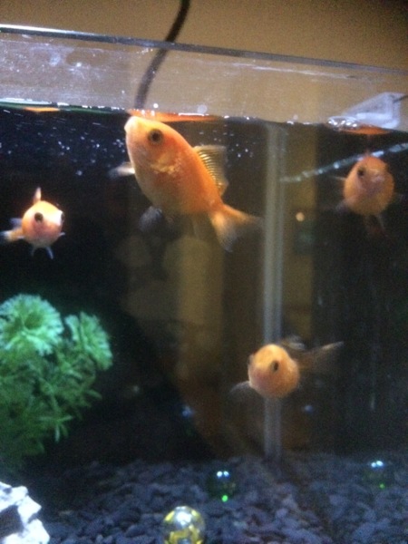 里親決まりました。ありがとうございました サムネイル2