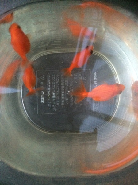 里親決まりました。ありがとうございました サムネイル3