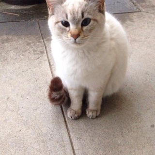 可愛い白ねこ