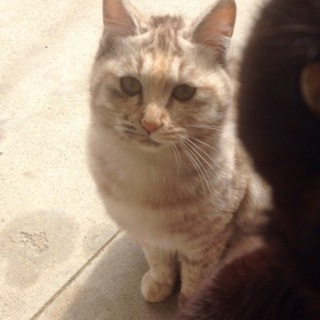 かわいい三毛猫