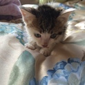 生後1カ月未満の子猫