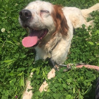 セッター男の子　推定4才　1頭飼育向き