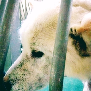 白柴犬7キロ女の子　推定2才　1頭飼育向き