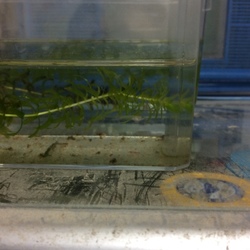 「ベビーラッシュ」サムネイル3