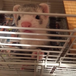 元気なフェレットちゃんです