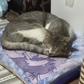 （急募）のんびり屋さんのデレデレ君です