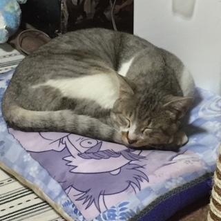 （急募）のんびり屋さんのデレデレ君です