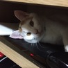 【急募】小柄でつり目の女の子 サムネイル3
