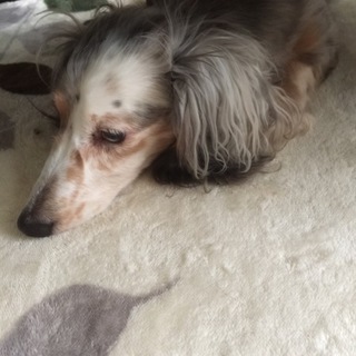 寂しがり屋の甘えん坊です