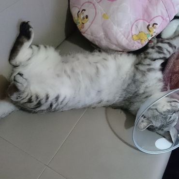 抜歯後１週間、カラーにも慣れた様子