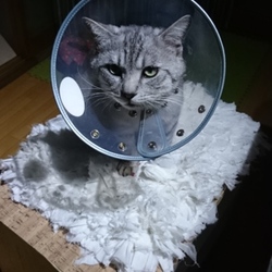 歯周病で抜歯後、なんと小顔に