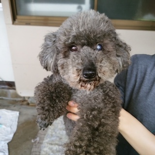 プードルの男の子