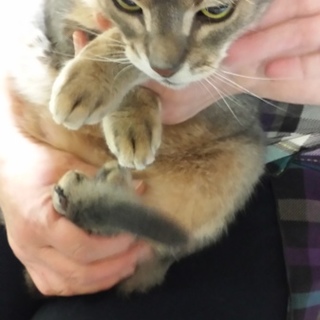 アビちゃんの里親募集