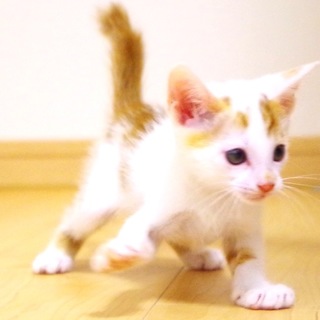 2ヶ月の男の子、タロ♩