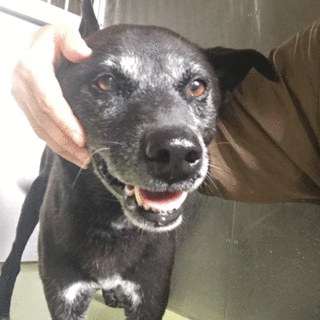 星くん、穏やかな性格です！