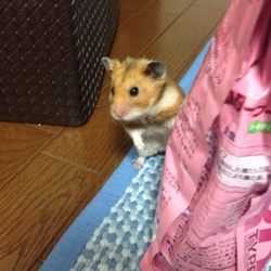 やっと落ち着きました。