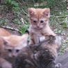 可愛い子猫ちゃんたちの里親募集中 サムネイル2