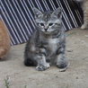 可愛い子猫ちゃんたちの里親募集中 サムネイル3