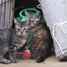 可愛い子猫ちゃんたちの里親募集中 サムネイル4