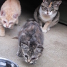 可愛い子猫ちゃんたちの里親募集中 サムネイル7