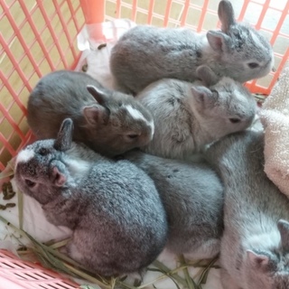 かわいいうさぎ生まれました