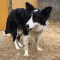 ボーダーコリー（メス）1歳