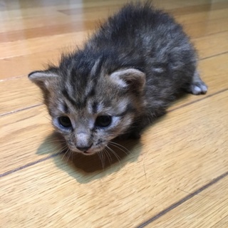 生後1カ月の兄弟子猫