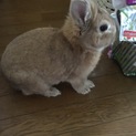 かわいいうさぎです。足にすりよってきます♡