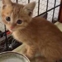 ひとなつっこい茶トラ子猫