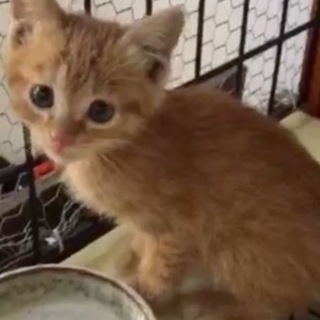 ひとなつっこい茶トラ子猫