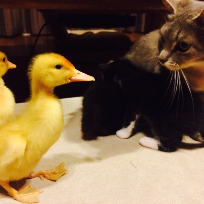 ハマウマのカバー写真