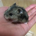 可愛いハムちゃんズ