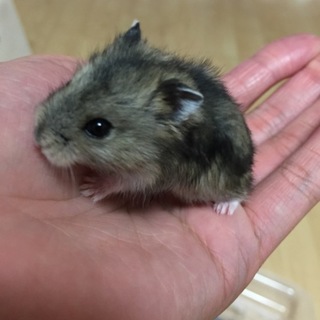 可愛いハムちゃんズ
