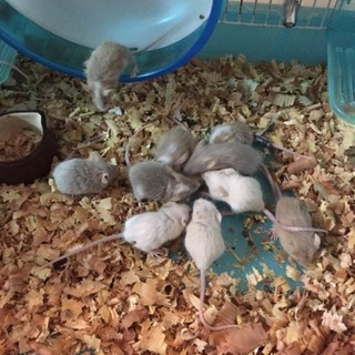 【再開】マウスベビー 里親募集☆