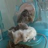 【再開】マウスベビー 里親募集☆ サムネイル3