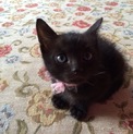 黒猫くん★