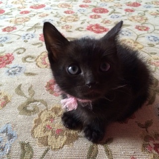 黒猫くん★