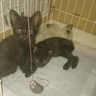 生後1ヶ月、♂の白と黒の子猫です
