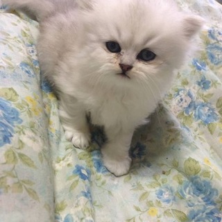 真っ白ふわふわの子猫ちゃん(交渉中)受付終了