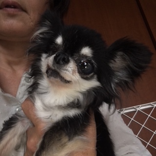 正式譲渡になりました