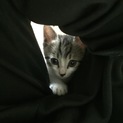 オス猫チャコ