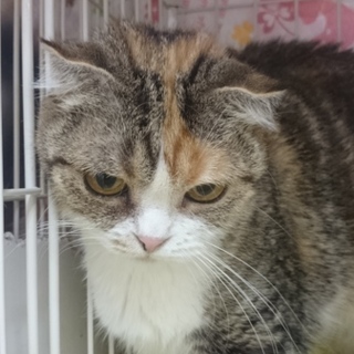 スコF☆あられちゃん☆女の子・半折耳・7歳・短毛