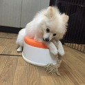 新しい家族が決まりました。ありがとうございました。